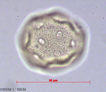 Cerastium viscosum - lame n° 14792